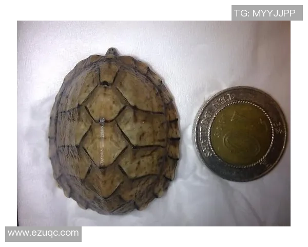 足球麝香龟的生态保护与栖息地恢复研究探索